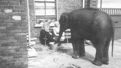 Featured image for Belfast Blitz: Sheila the Elephant