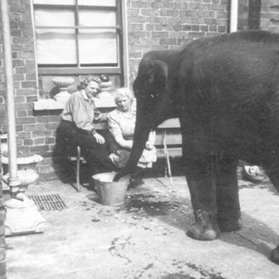 Belfast Blitz: Sheila the Elephant
