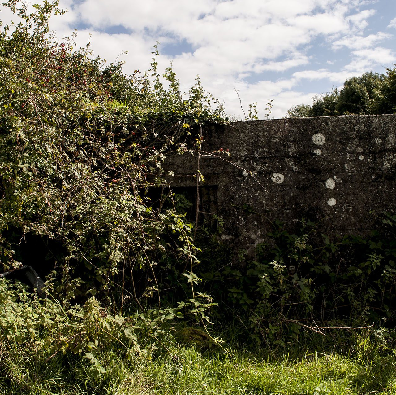 Overgrown pillbox on the Gilford Road, Portadown WartimeNI