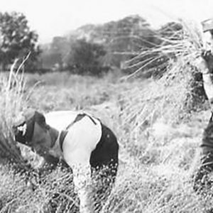 Soldiers harvesting Flax in Ulster