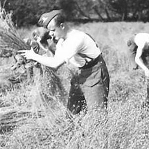 Flax Harvest of 1941 in Ulster
