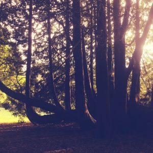 Trees in Lady Dixon Park